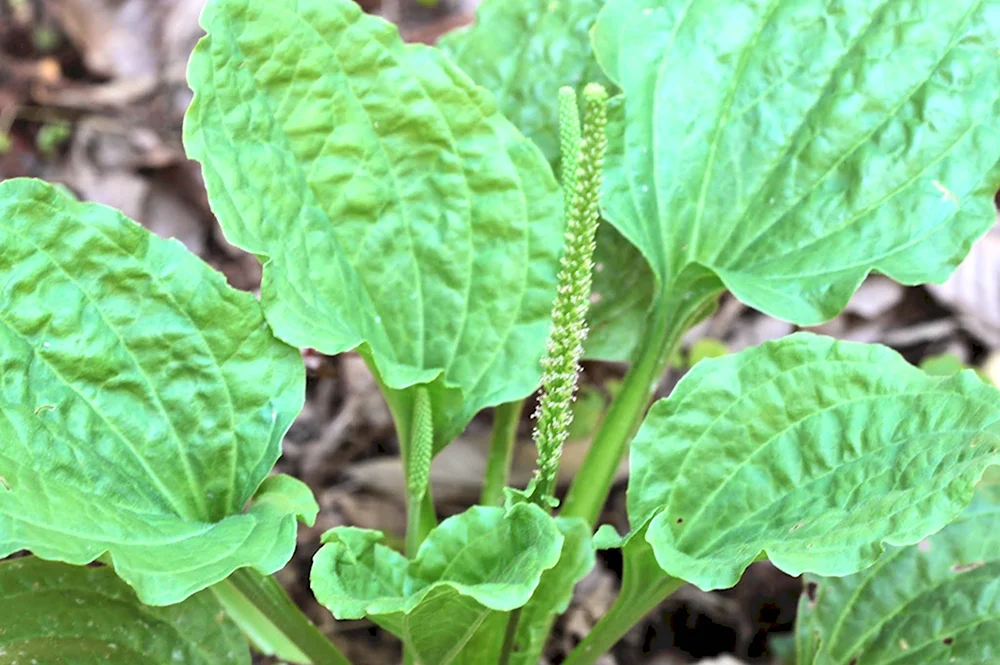 Подорожник Plantago Major