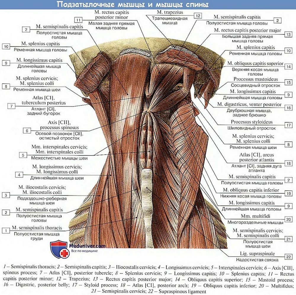 Подзатылочные мышцы анатомия