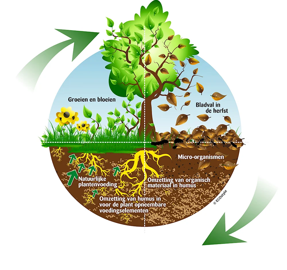 Подземное питание растений