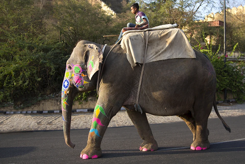Погонщики слонов в Индии