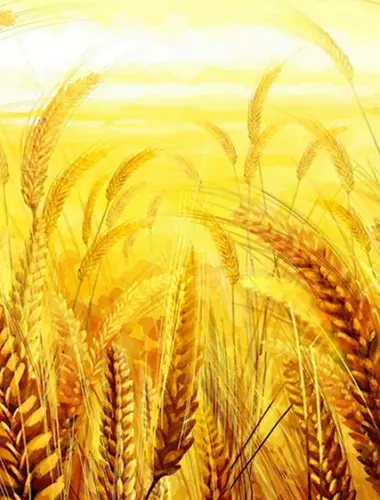 Поле пшеничное колоски золотистые