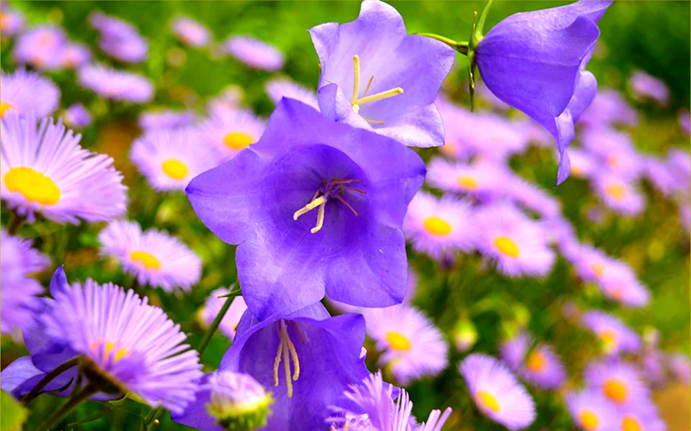 Полевой цветок фиолетовый Колокольчиковые