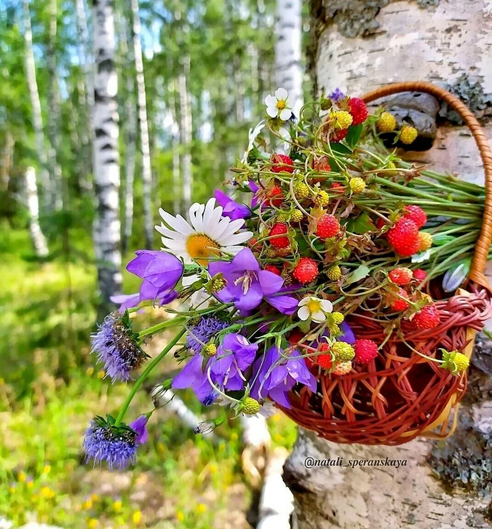 Полевые цветы в корзинке