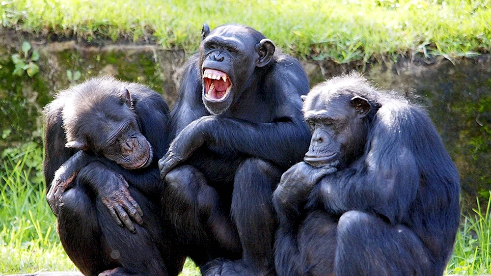 Политика у шимпанзе