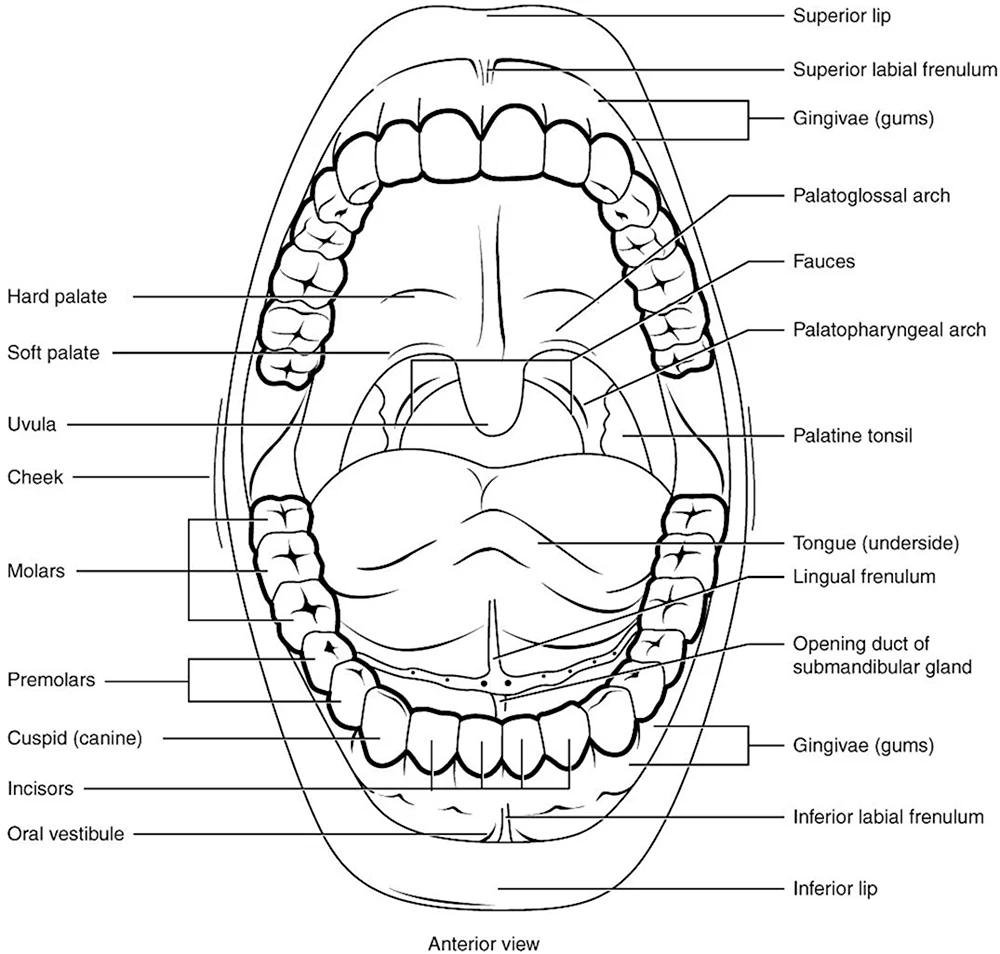 Полость рта анатомия зубы строение