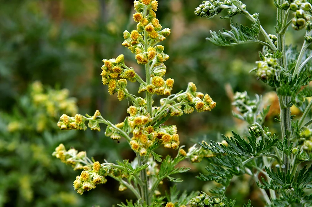 Полынь горькая (Artemisia absinthium). Полынь горькая (Artemísia absínthium).. Полынь обыкновенная чернобыльник. Полынь однолетняя.