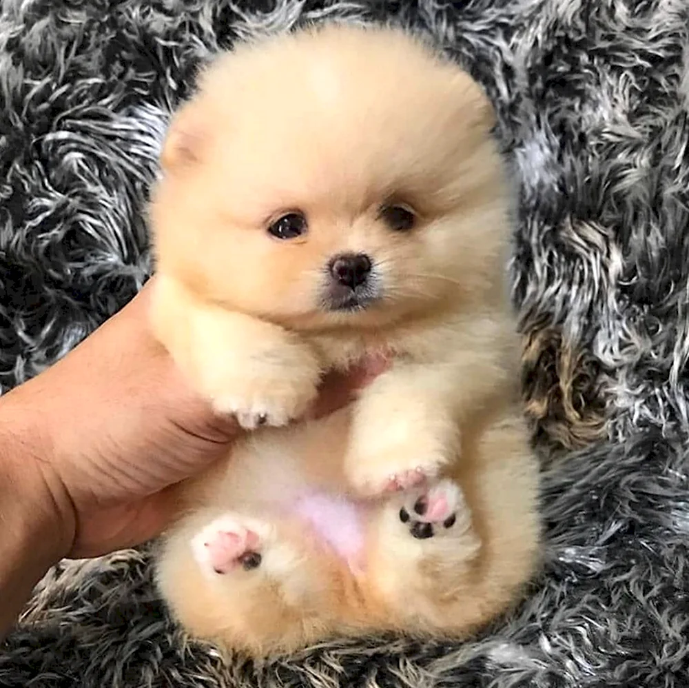 Померанский шпиц Teacup.
