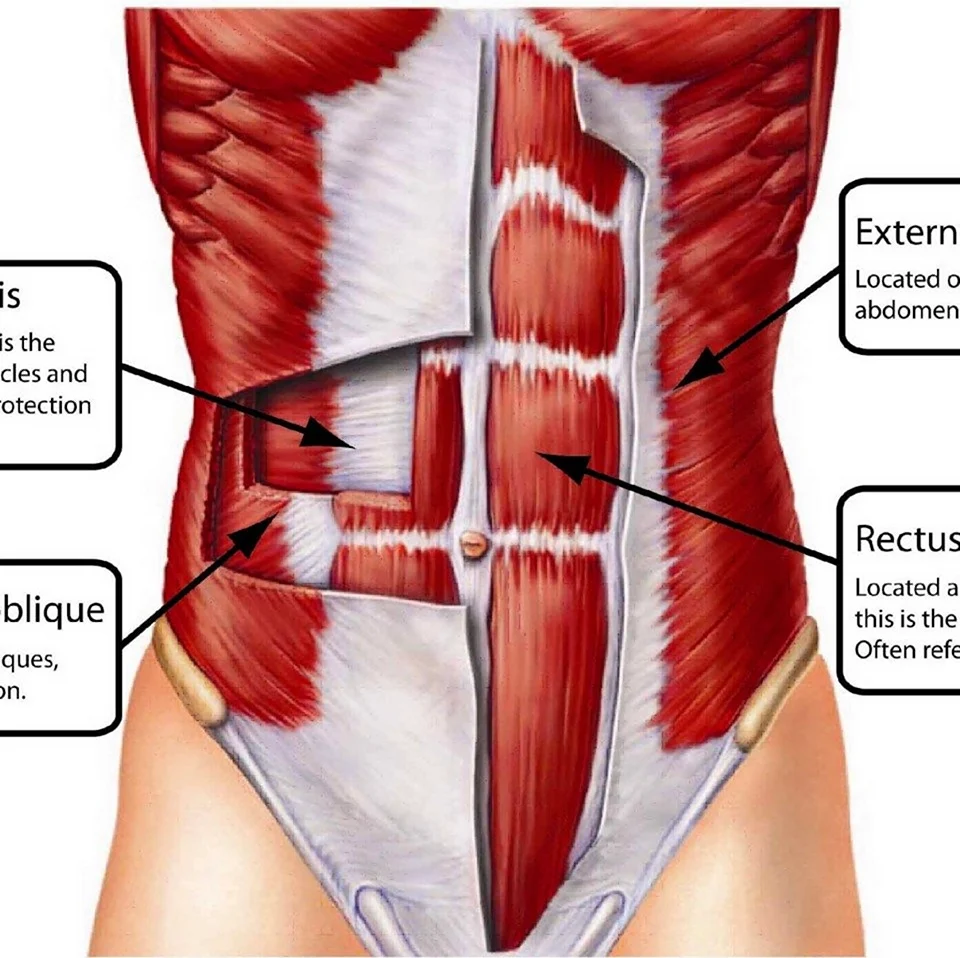 Поперечная мышца живота анатомия