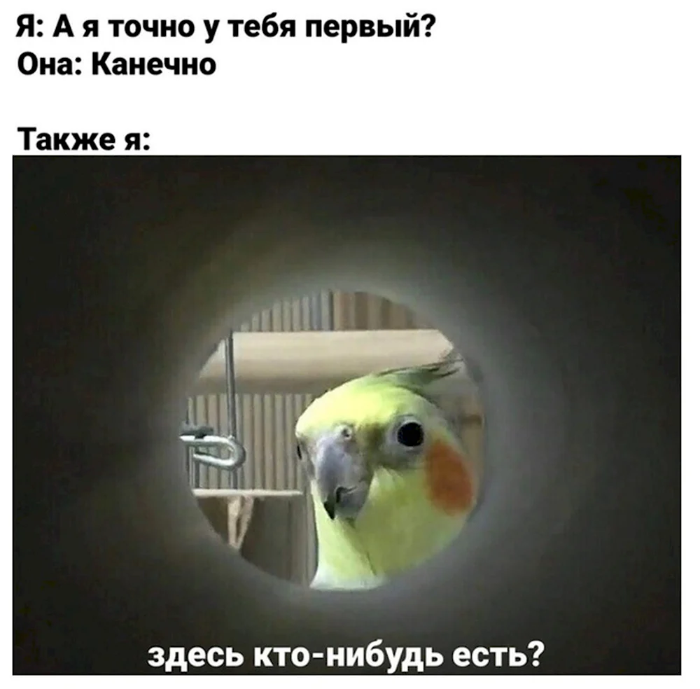 Попугай дебил