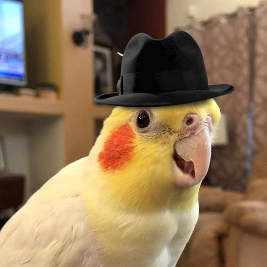 Попугай в шляпке