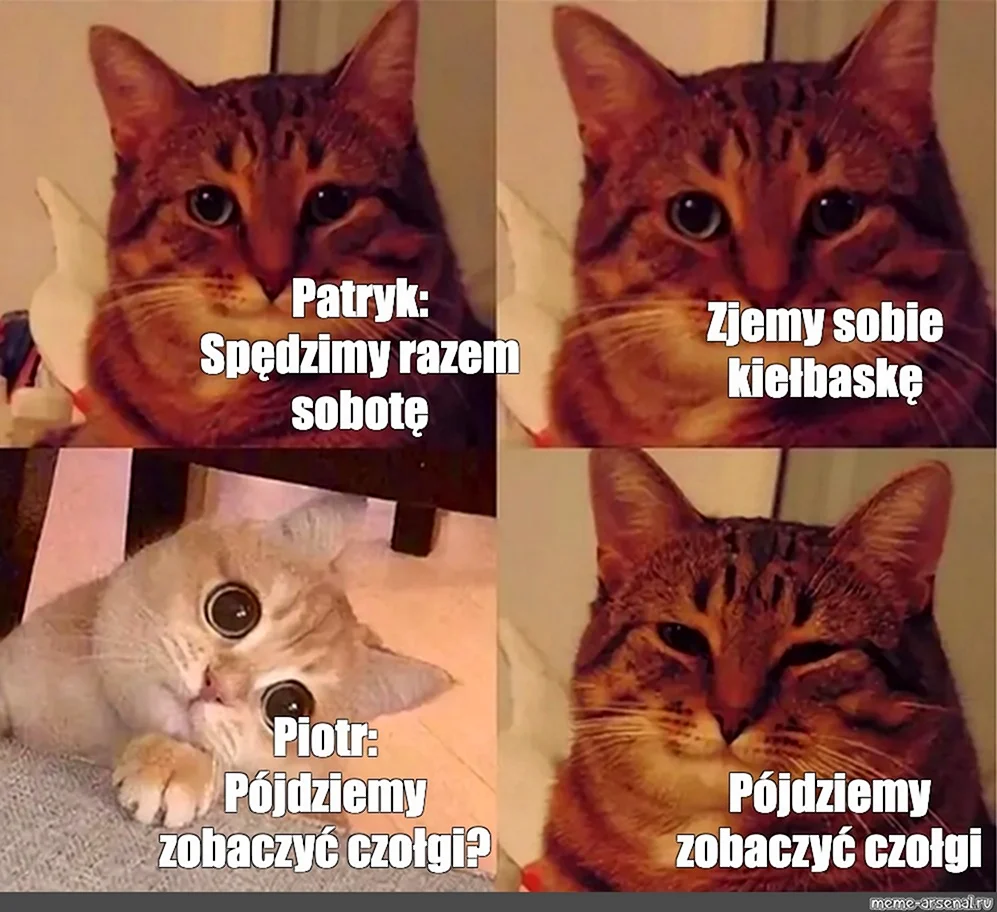 Популярные мемы с котами