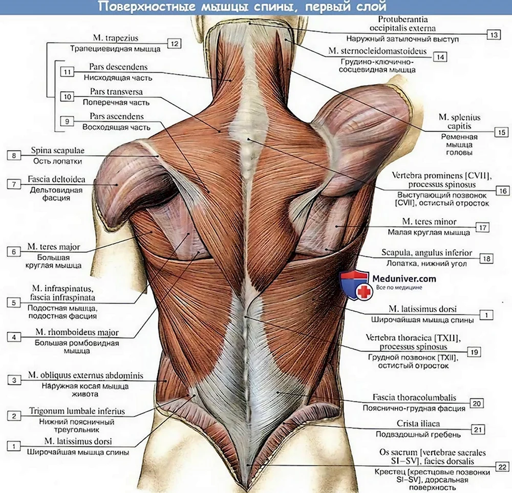 Поверхностные мышцы спины анатомия латынь