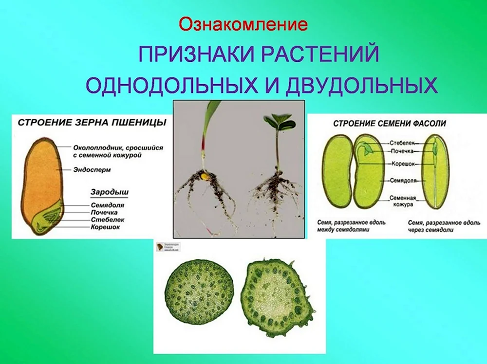 Какие семена относится к двудольным. Двудольные растения и Однодольные растения. Однодольные и двудольные растения 6 класс. Однодольные растения и двудольные растения 6 класс. Признаки однодольных и двудольных.