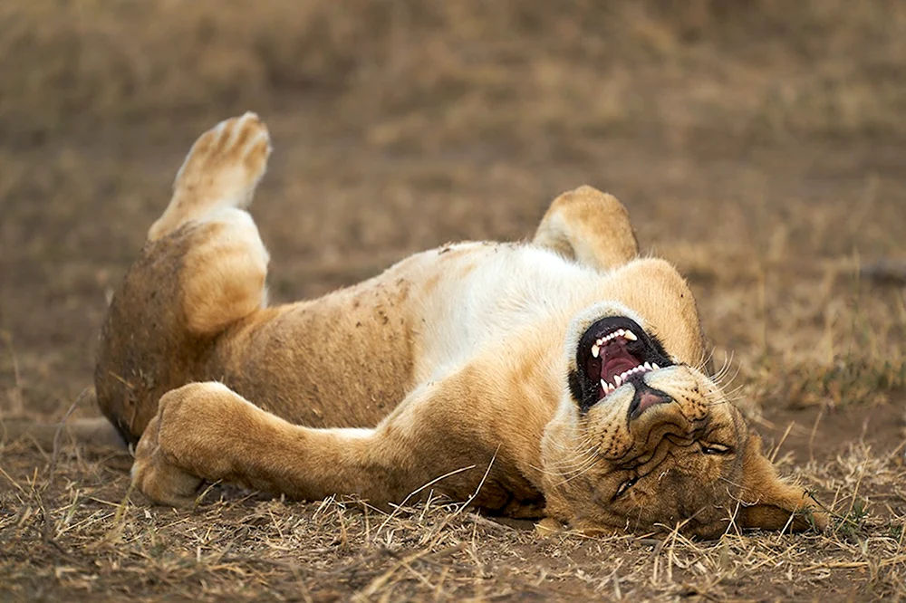 Премия comedy Wildlife Photography