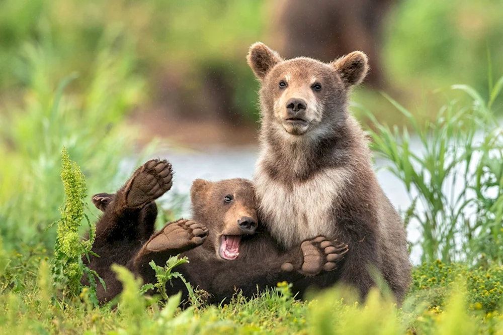 Премия comedy Wildlife Photography