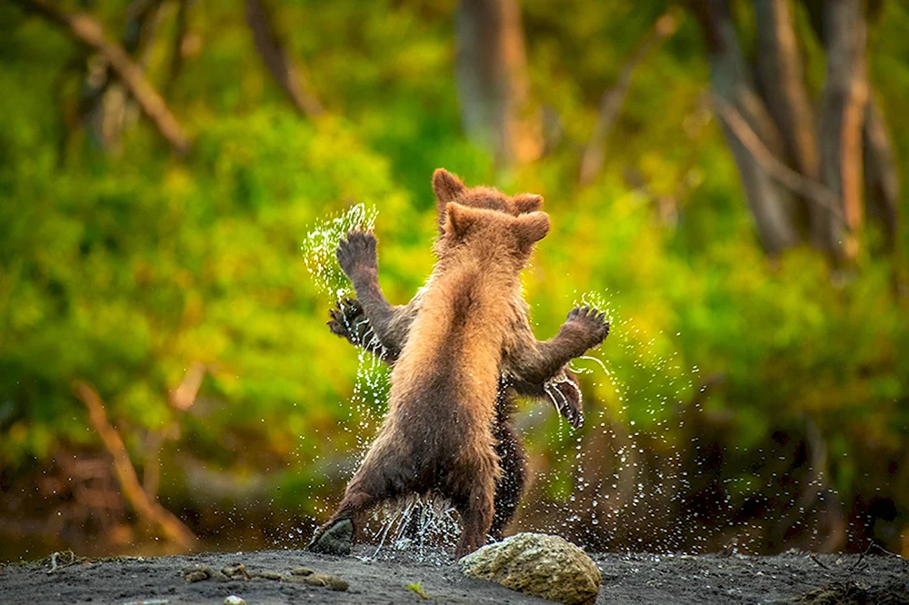 Премия comedy Wildlife Photography