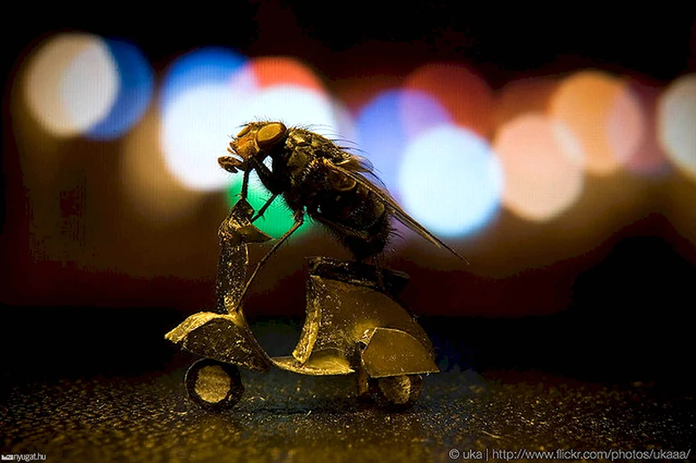 Прикольные фото мухи