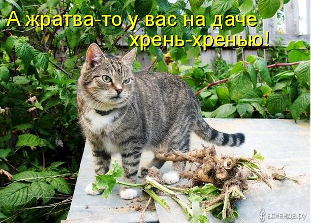 Прикольные коты для дачи