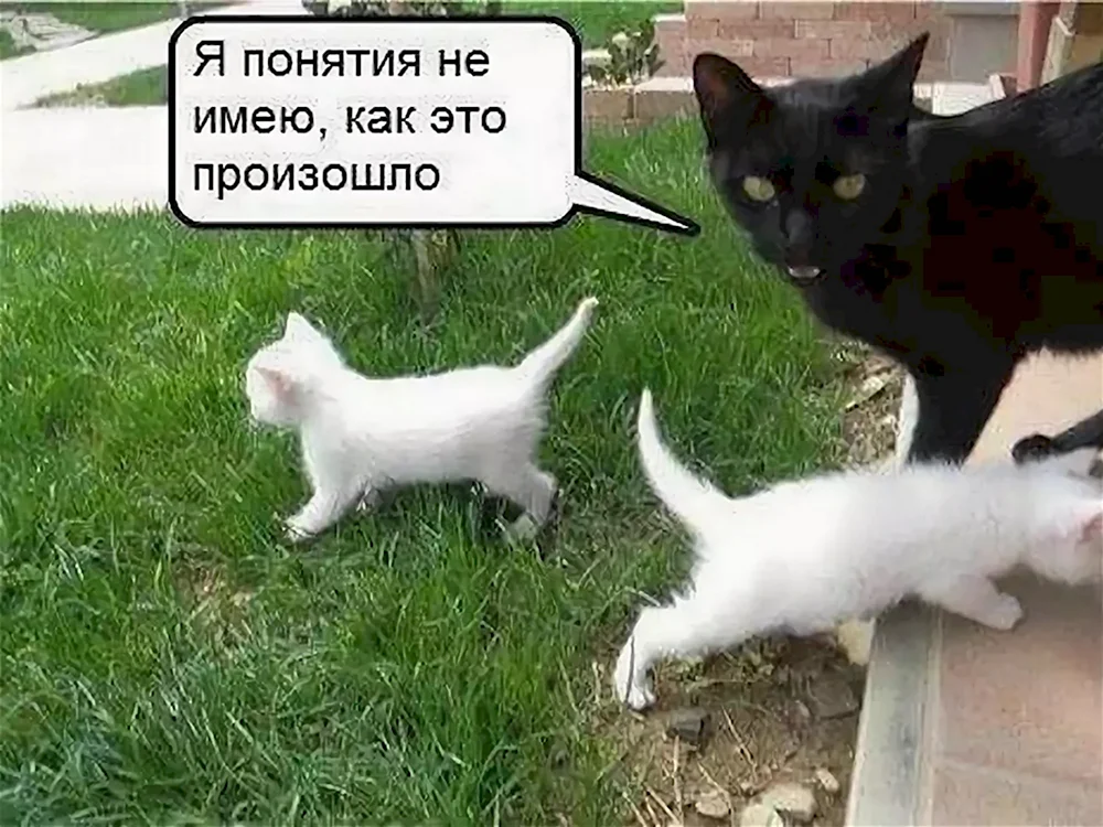 Приколы про котов до слёз