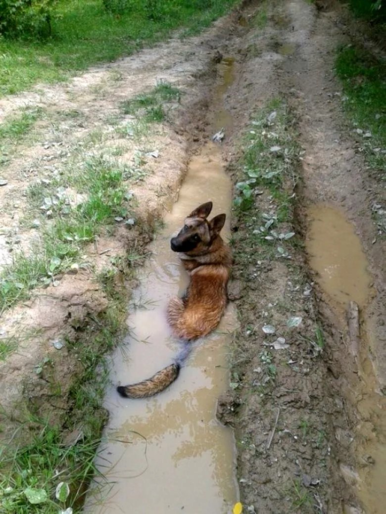 Приколы про жаркое лето