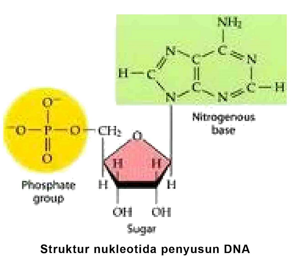 Принципиальную схему отражающую строение нуклеотида