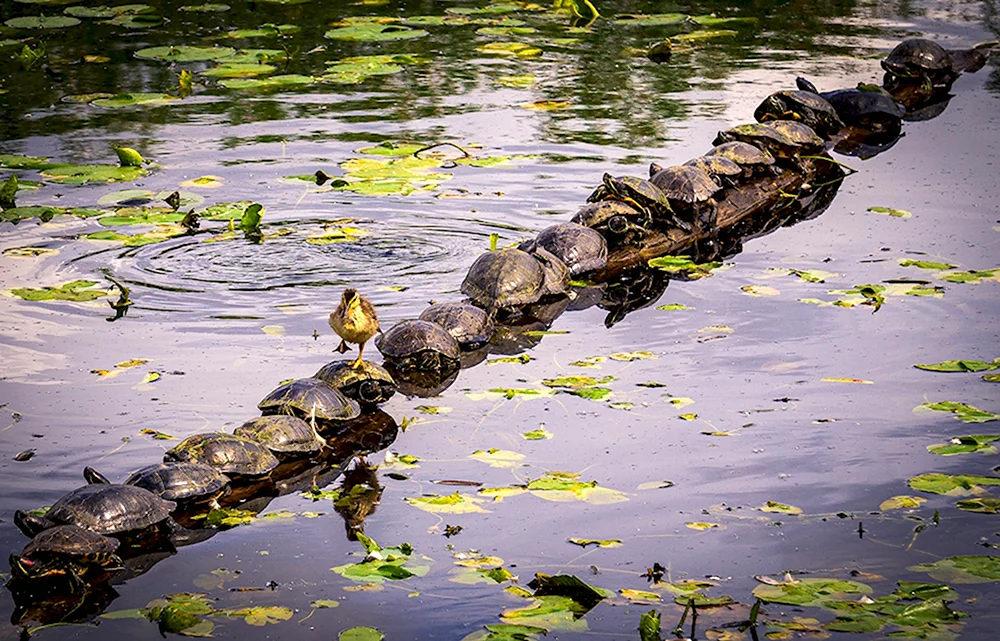 Природа и животные осенью