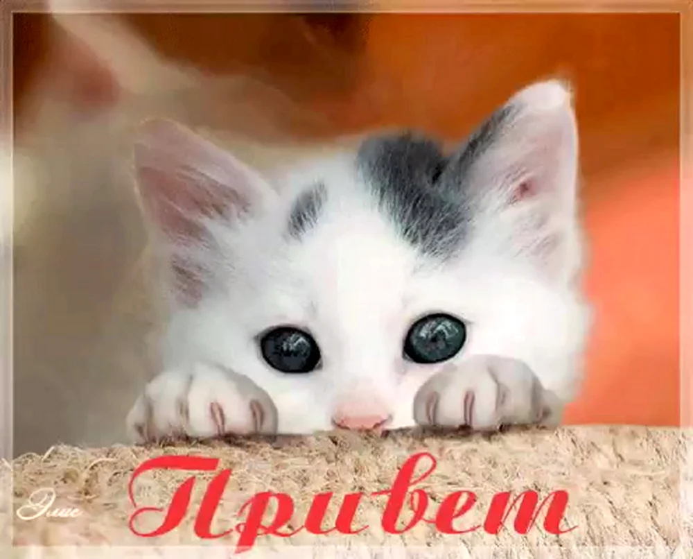 Привет котенок