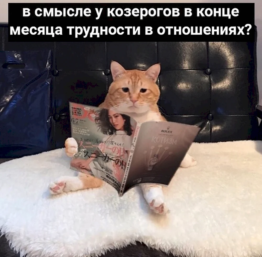 Прокрастинация кот