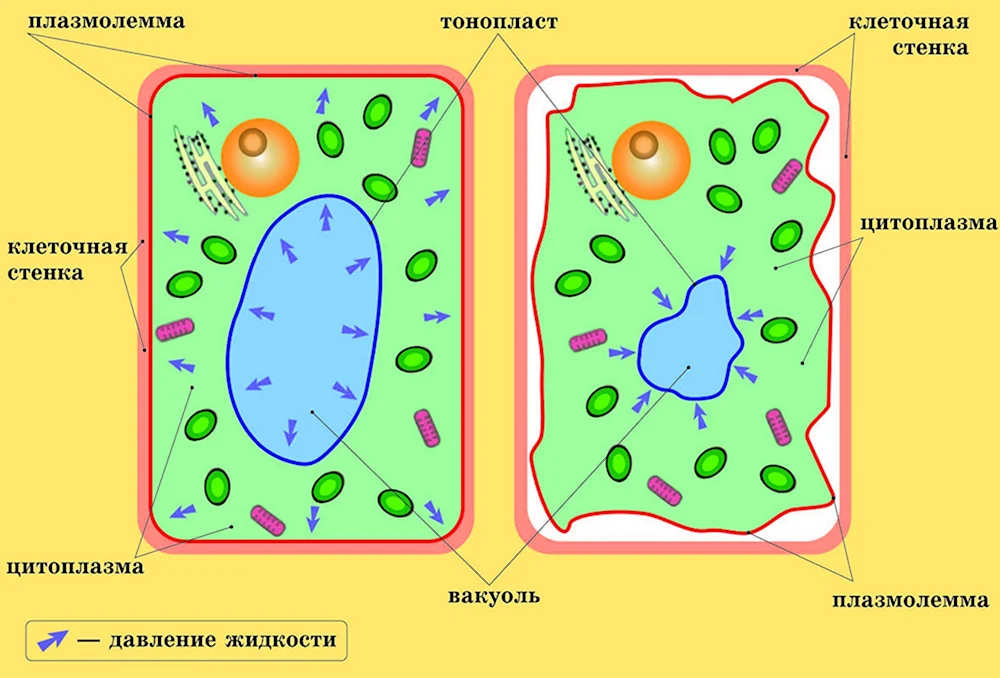 Процесс осмоса в растительных клетках