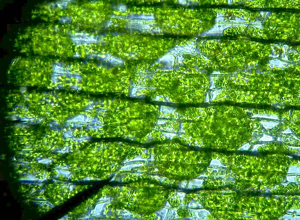 Pseudomonas Elodea под микроскопом