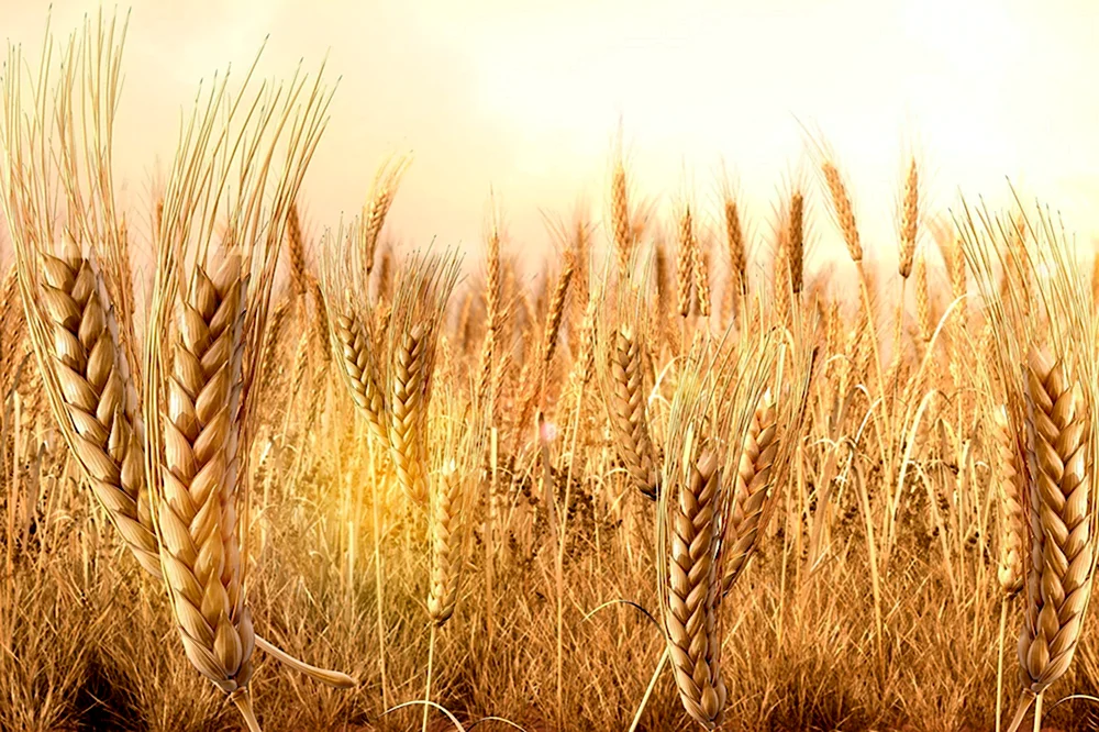 Пшеница альборубрум
