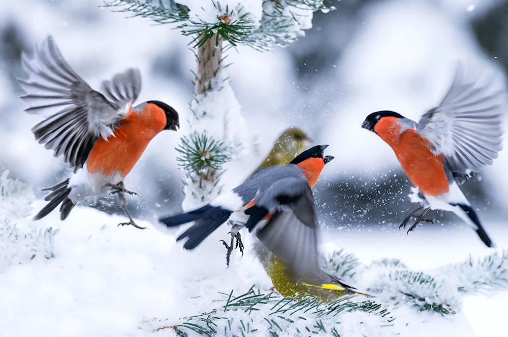 Птички на снегу