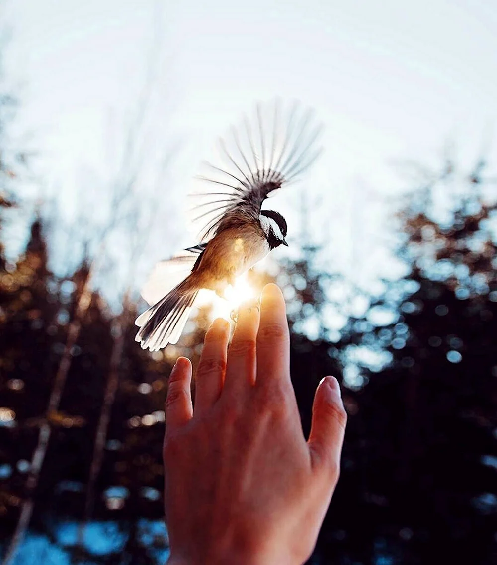Птица на руке