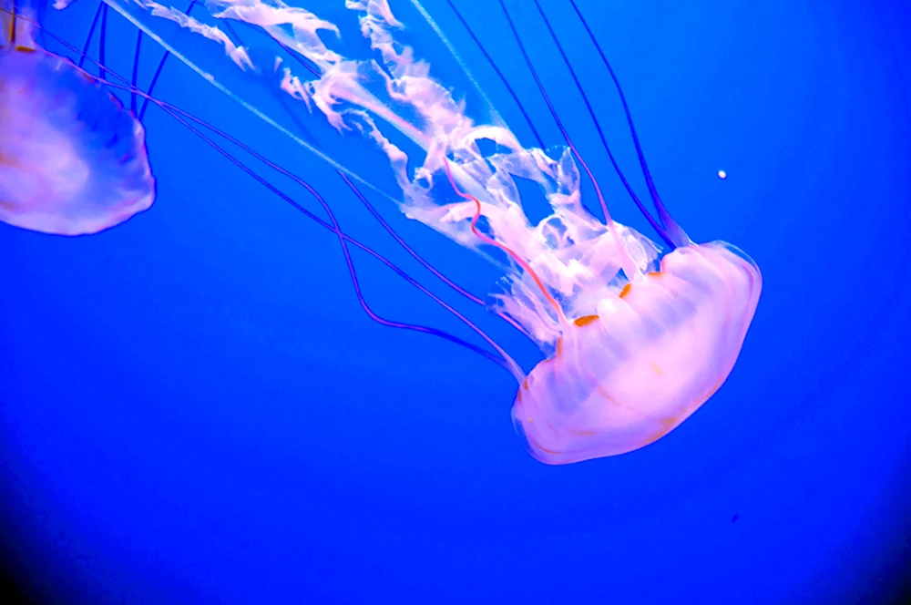 Пурпурополосая медуза