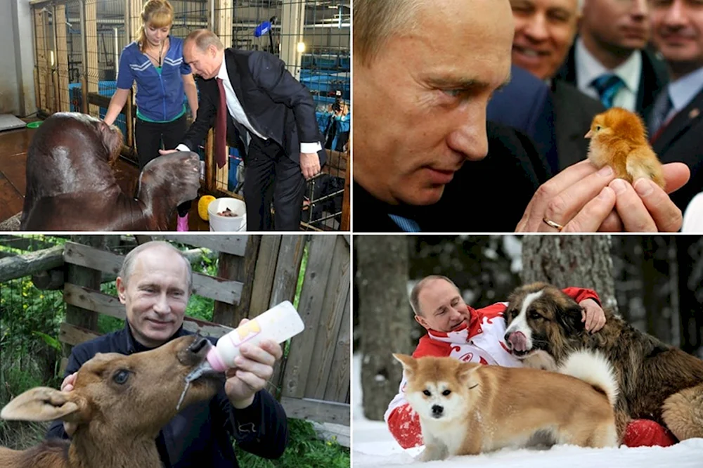 Путин с животными