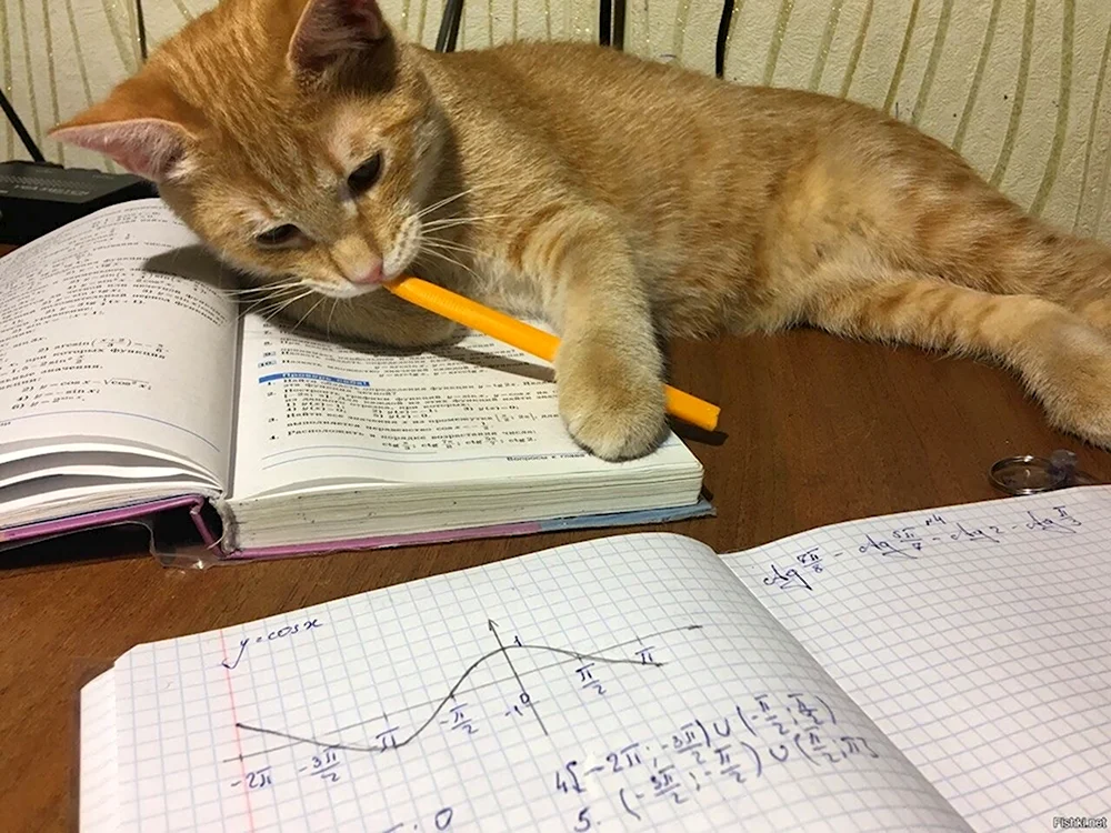 Работящий кот