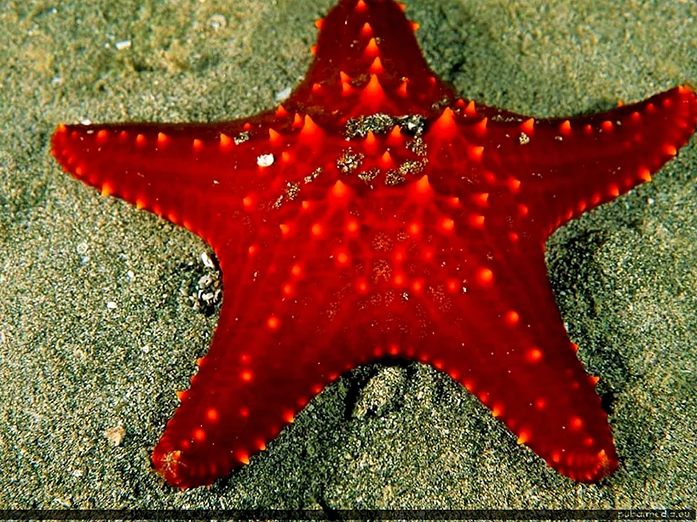 Радиальная симметрия морская звезда