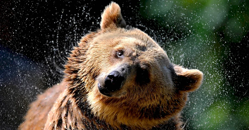 Радостный медведь