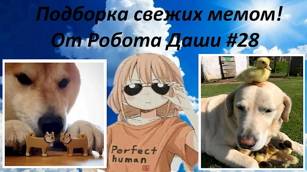 Рашкин мемы