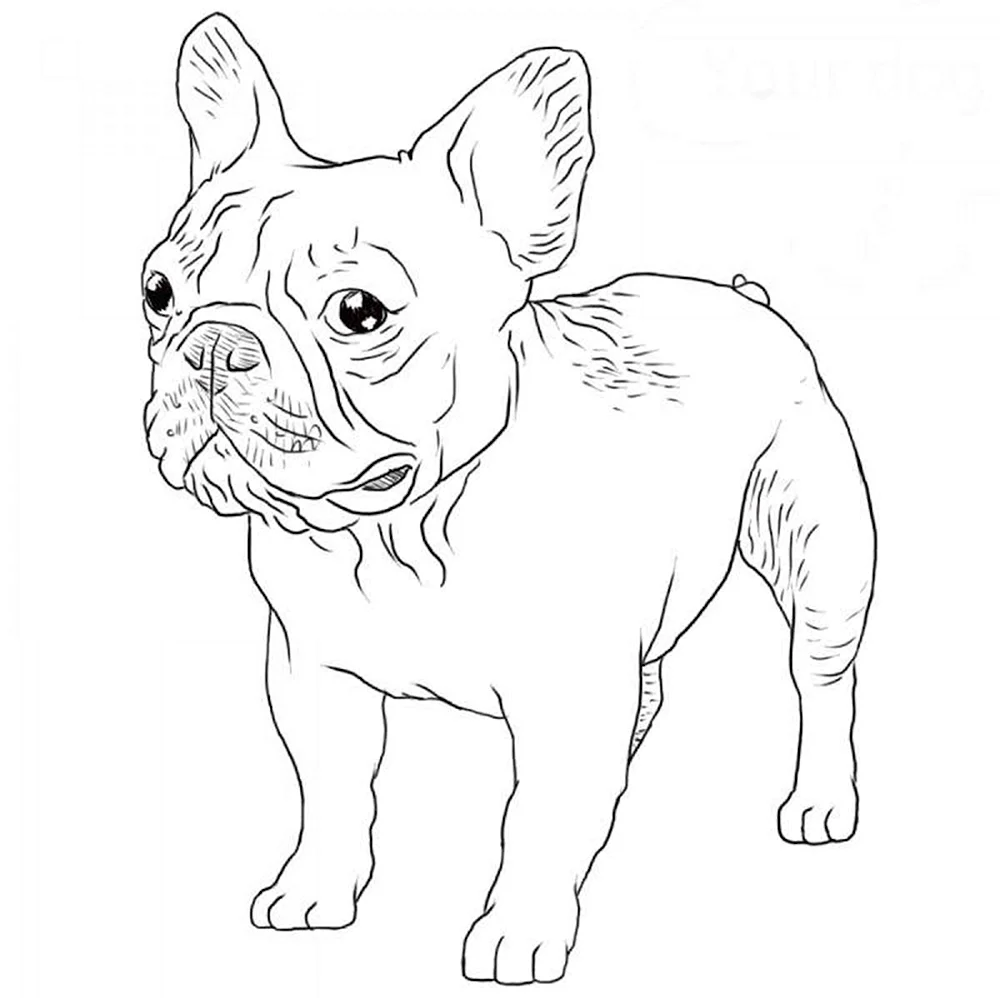 Раскраска собачка французский бульдог