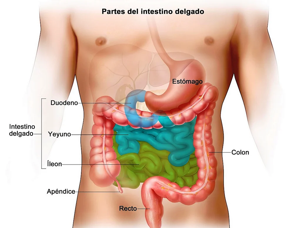 Расположение желудка и кишечника