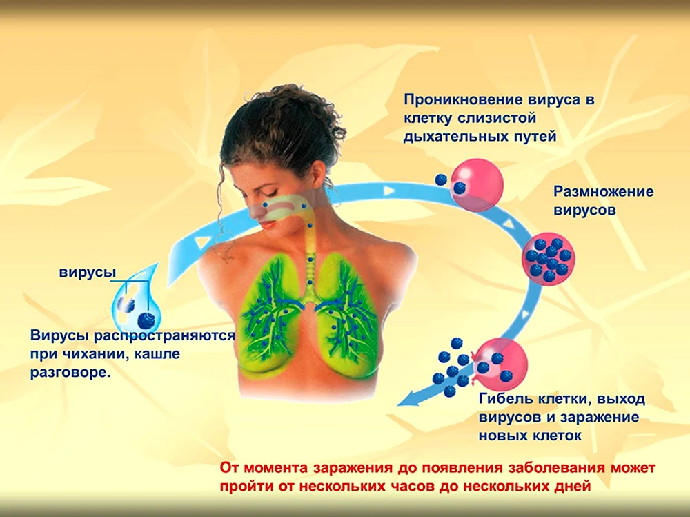 Распространение вирусов при чихании