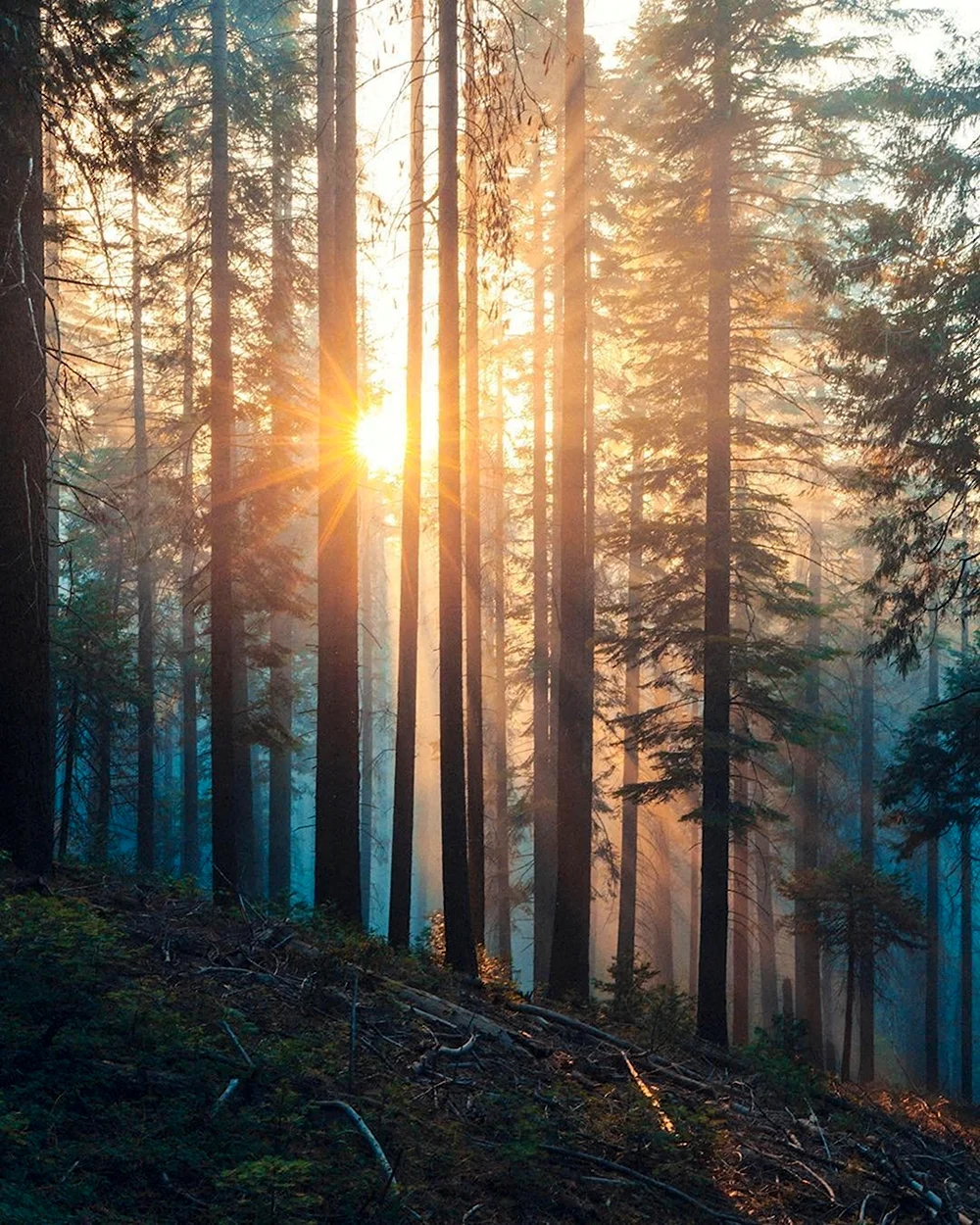 Рассвет в лесу