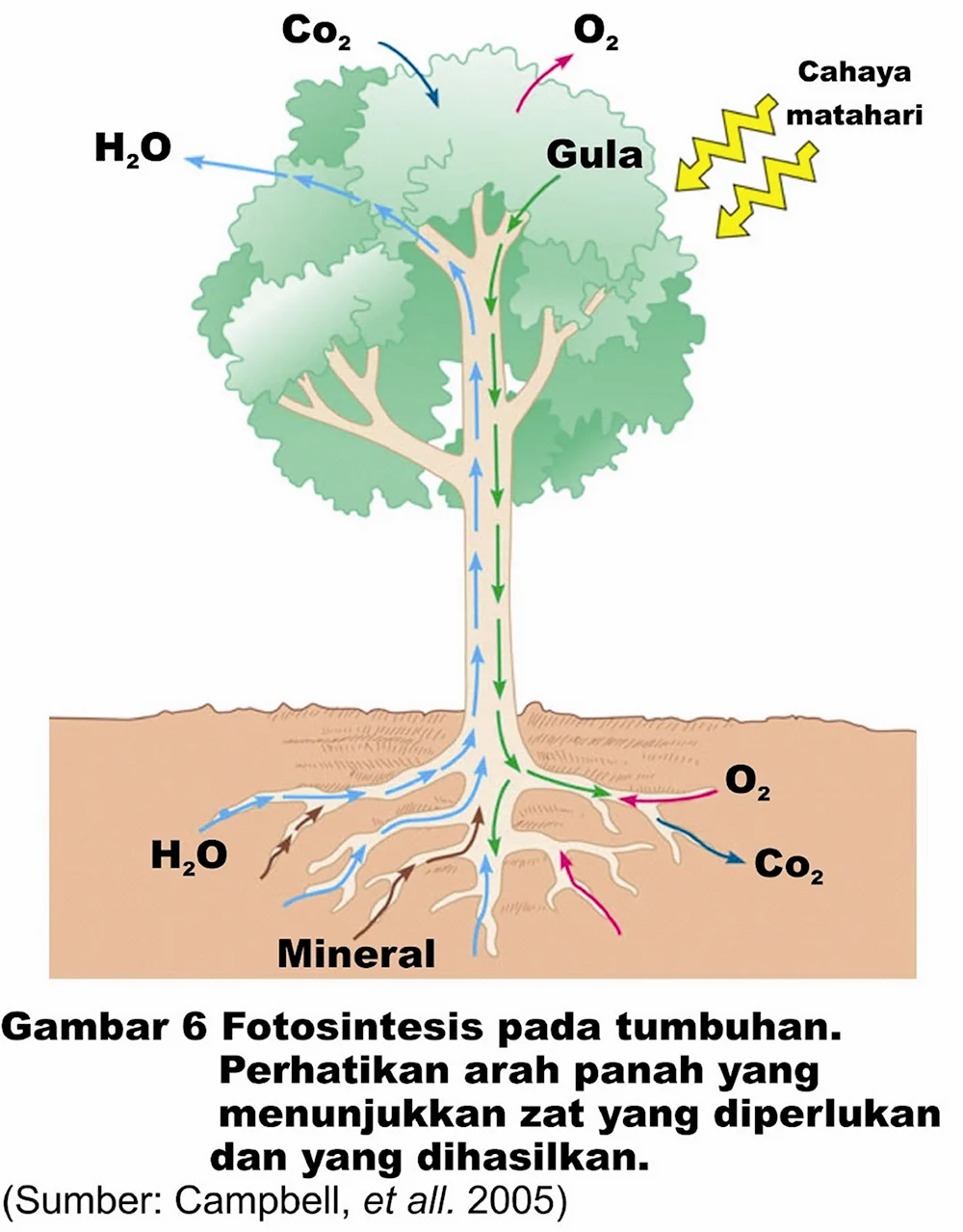 Растение целостный организм биосистема