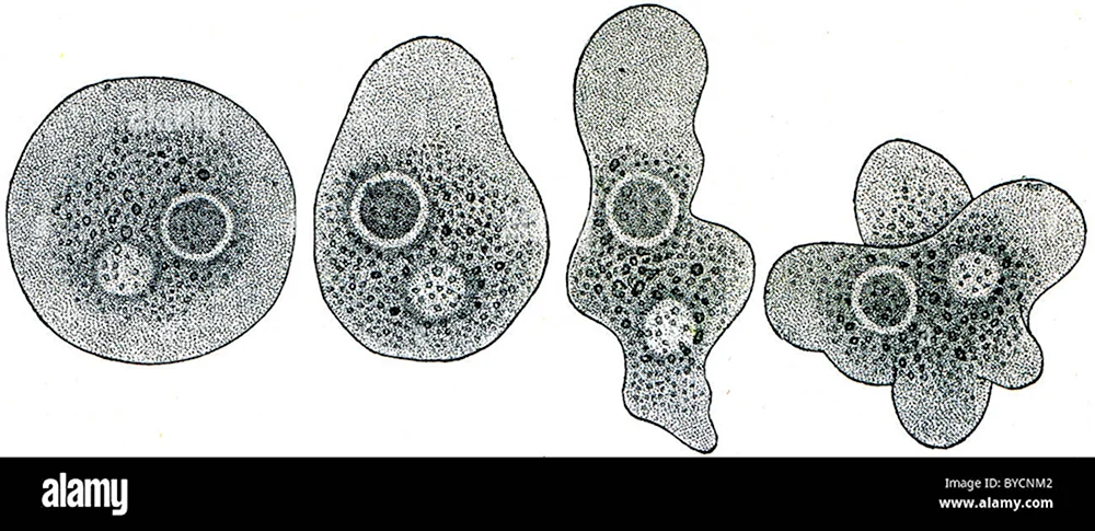 Размножение амебы начинается с