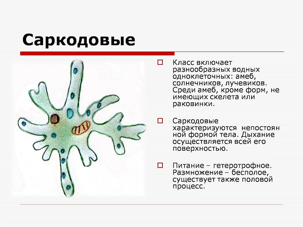 Размножение амёбы обыкновенной