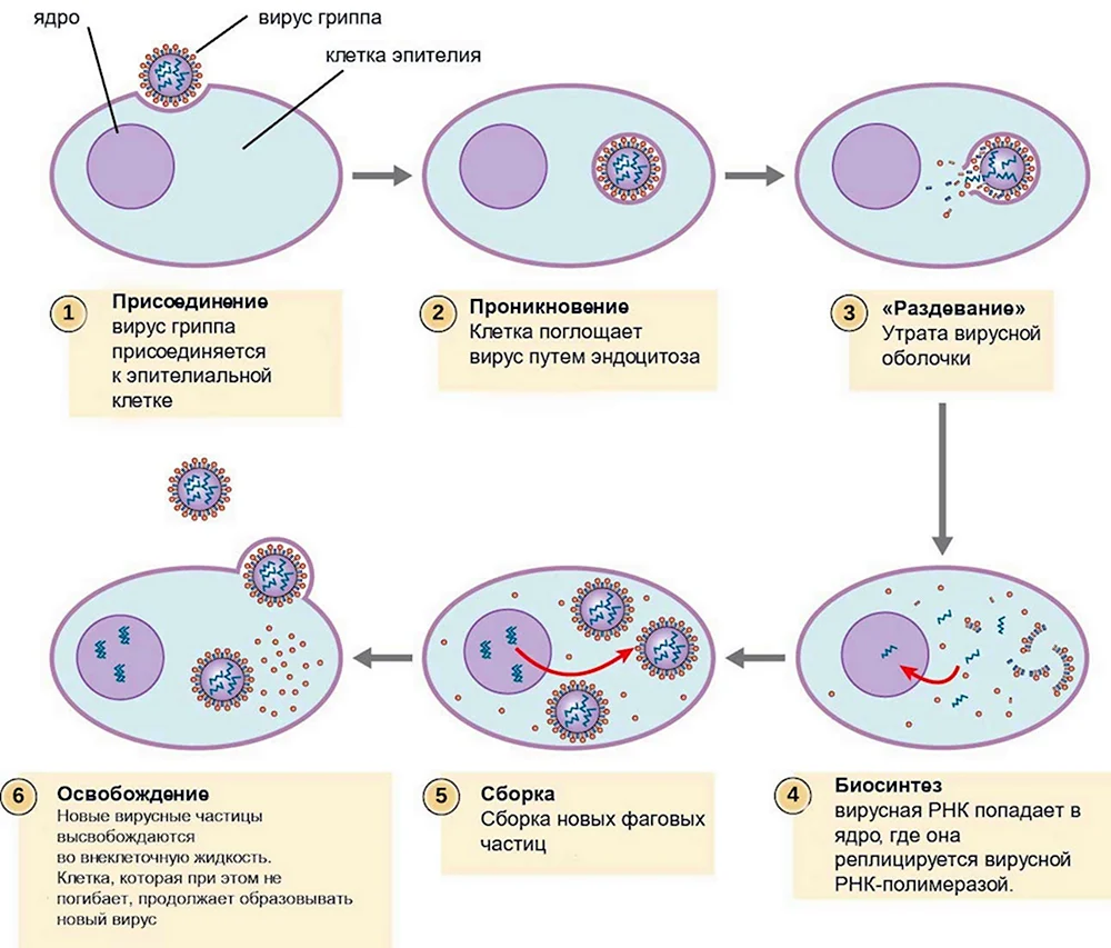Размножение вирусов схема