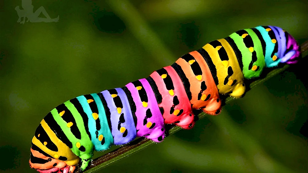Разноцветная гусеница
