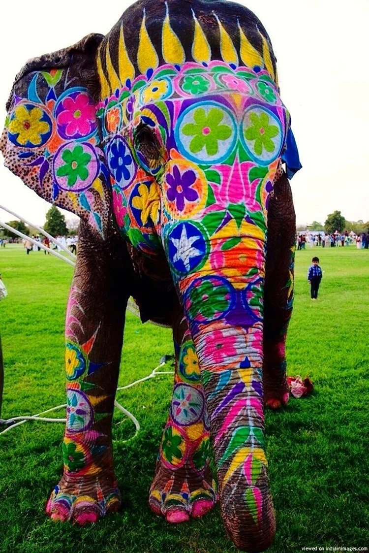 Разрисованный слон Индия