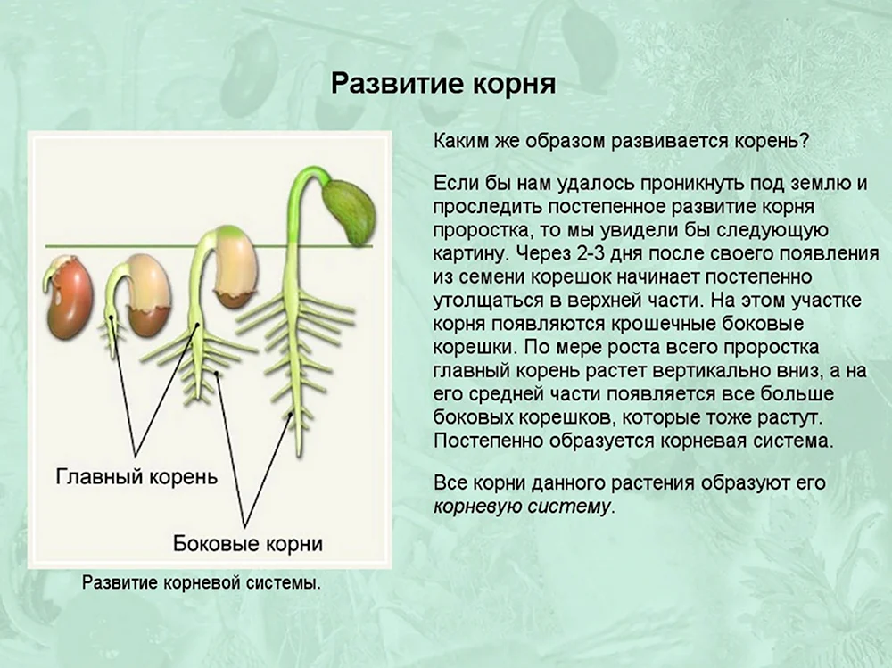 Развитие корневой системы фасоли